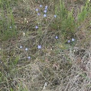 Wahlenbergia stricta subsp. stricta at Yarra, NSW - 12 Nov 2024 04:02 PM