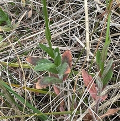 Wahlenbergia stricta subsp. stricta at Yarra, NSW - 12 Nov 2024 04:02 PM