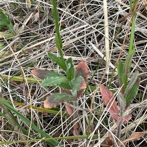 Wahlenbergia stricta subsp. stricta at Yarra, NSW - 12 Nov 2024 04:02 PM