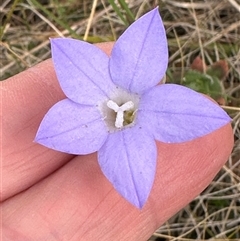 Wahlenbergia stricta subsp. stricta at Yarra, NSW - 12 Nov 2024 04:02 PM