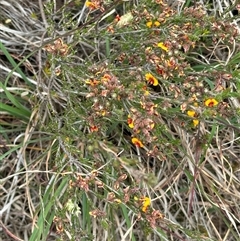 Dillwynia sericea (Egg And Bacon Peas) at Yarra, NSW - 12 Nov 2024 by lbradley