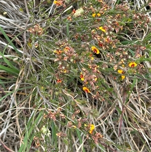 Dillwynia sericea at Yarra, NSW - 12 Nov 2024