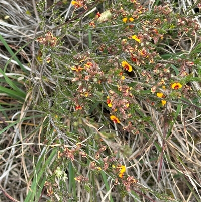 Dillwynia sericea (Egg And Bacon Peas) at Yarra, NSW - 12 Nov 2024 by lbradley