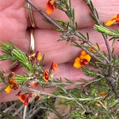 Dillwynia sericea at Yarra, NSW - 12 Nov 2024 04:01 PM