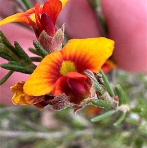 Dillwynia sericea at Yarra, NSW - 12 Nov 2024