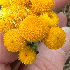 Chrysocephalum apiculatum (Common Everlasting) at Yarra, NSW - 12 Nov 2024 by lbradley