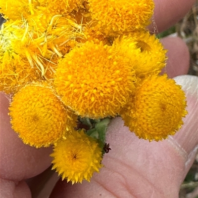 Chrysocephalum apiculatum (Common Everlasting) at Yarra, NSW - 12 Nov 2024 by lbradley