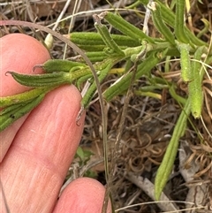 Chrysocephalum apiculatum at Yarra, NSW - 12 Nov 2024