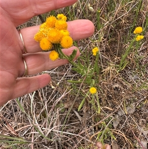 Chrysocephalum apiculatum at Yarra, NSW - 12 Nov 2024 04:00 PM