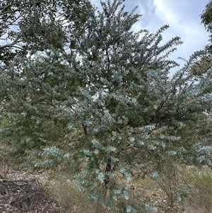 Acacia baileyana at Yarra, NSW - 12 Nov 2024