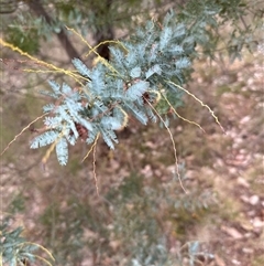 Acacia baileyana at Yarra, NSW - 12 Nov 2024