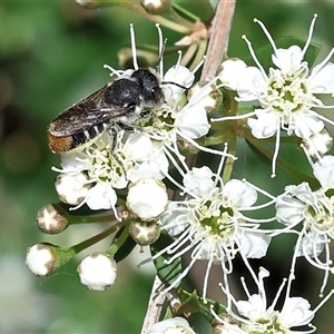 Unidentified Bee (Hymenoptera, Apiformes) at West Wodonga, VIC by KylieWaldon