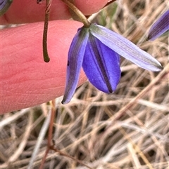 Dianella revoluta (Black-Anther Flax Lily) at Yarra, NSW - 12 Nov 2024 by lbradley