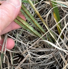 Dianella revoluta at Yarra, NSW - 12 Nov 2024