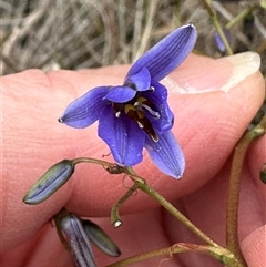 Dianella revoluta at Yarra, NSW - 12 Nov 2024