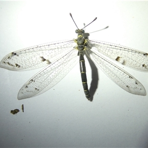 Bandidus canifrons (An Antlion Lacewing) at Belconnen, ACT by JohnGiacon