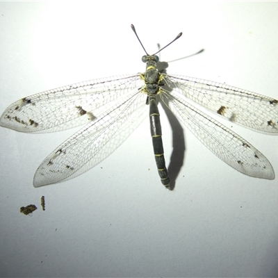 Bandidus canifrons (An Antlion Lacewing) at Belconnen, ACT - 11 Nov 2024 by JohnGiacon