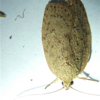 Garrha (genus) (A concealer moth) at Belconnen, ACT - 11 Nov 2024 by JohnGiacon