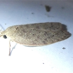 Garrha (genus) at Belconnen, ACT - 11 Nov 2024 07:47 PM