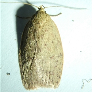 Garrha (genus) at Belconnen, ACT - 11 Nov 2024