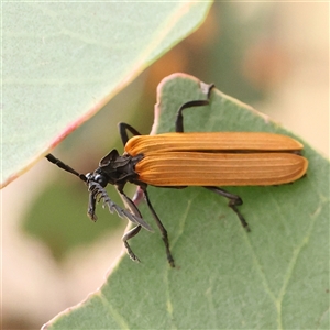 Porrostoma rhipidium at Gundaroo, NSW - 11 Nov 2024