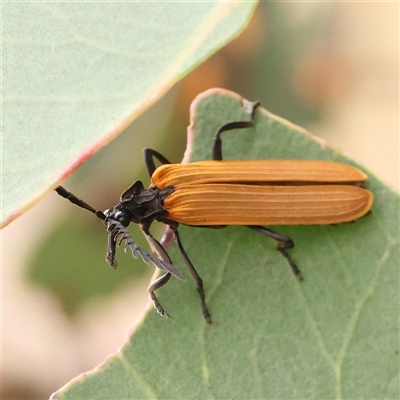 Porrostoma rhipidium (Long-nosed Lycid (Net-winged) beetle) at Gundaroo, NSW - 11 Nov 2024 by ConBoekel