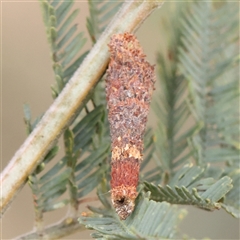 Conoeca or Lepidoscia (genera) IMMATURE (Unidentified Cone Case Moth larva, pupa, or case) at Gundaroo, NSW - 11 Nov 2024 by ConBoekel