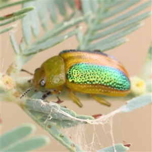 Calomela parilis at Gundaroo, NSW - 11 Nov 2024