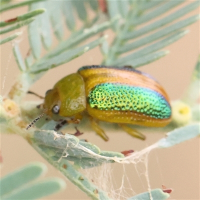 Calomela parilis (Leaf beetle) at Gundaroo, NSW - 11 Nov 2024 by ConBoekel