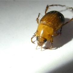 Phyllotocus macleayi (Nectar scarab) at Belconnen, ACT - 11 Nov 2024 by JohnGiacon