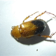 Phyllotocus macleayi at Belconnen, ACT - 11 Nov 2024 07:55 PM