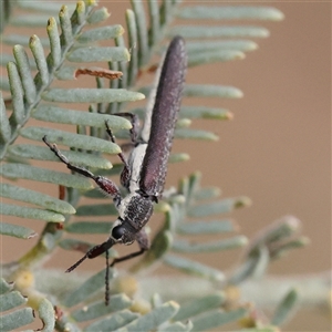 Rhinotia sp. (genus) at Gundaroo, NSW - 11 Nov 2024