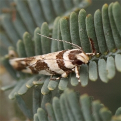 Macrobathra aphristis (A Gelechioid moth) at Gundaroo, NSW - 11 Nov 2024 by ConBoekel