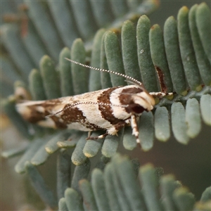 Macrobathra aphristis at Gundaroo, NSW - 11 Nov 2024