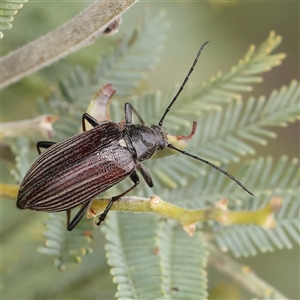 Homotrysis scutellaris at Gundaroo, NSW - 11 Nov 2024 11:05 AM