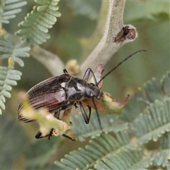 Homotrysis scutellaris at Gundaroo, NSW - 11 Nov 2024 11:05 AM