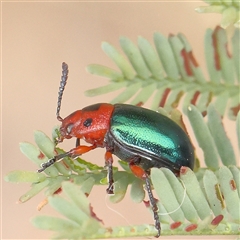 Calomela moorei (Acacia Leaf Beetle) at Gundaroo, NSW - 11 Nov 2024 by ConBoekel