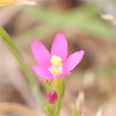 Centaurium sp. (Centaury) at Gundaroo, NSW - 11 Nov 2024 by ConBoekel