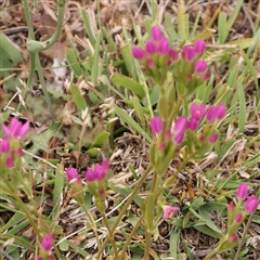 Centaurium sp. at Gundaroo, NSW - 11 Nov 2024 11:03 AM