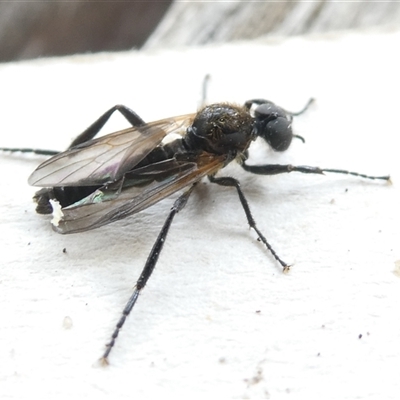 Bibio imitator (Garden maggot) at Belconnen, ACT - 12 Nov 2024 by JohnGiacon