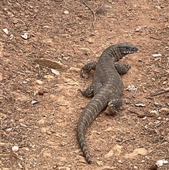 Varanus rosenbergi (Heath or Rosenberg's Monitor) at Hackett, ACT - 12 Nov 2024 by Chippo66