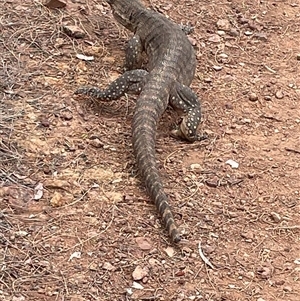 Varanus rosenbergi at Hackett, ACT - suppressed