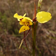 Diuris sulphurea (Tiger Orchid) at Gundary, NSW - 22 Oct 2024 by RobG1