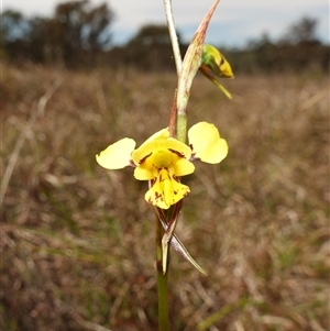 Diuris sulphurea at Gundary, NSW - 22 Oct 2024