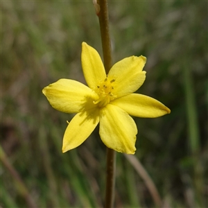 Bulbine bulbosa at Gundary, NSW - suppressed