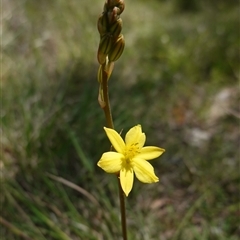 Bulbine bulbosa at Gundary, NSW - suppressed