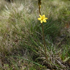 Bulbine bulbosa at Gundary, NSW - suppressed