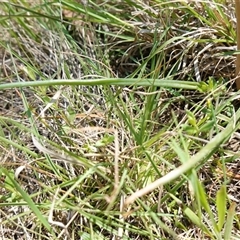 Bulbine bulbosa at Gundary, NSW - suppressed