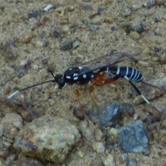 Ichneumonidae (family) at West Hobart, TAS - 12 Nov 2024 by VanessaC