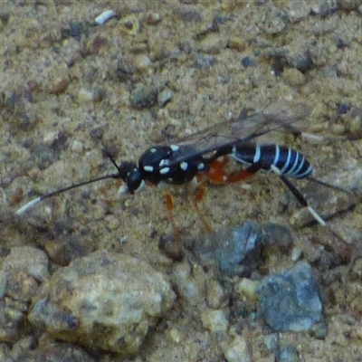 Ichneumonidae (family) at West Hobart, TAS - 12 Nov 2024 by VanessaC